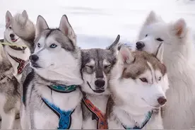 救了2只山猫交给8只大傻狗养，结果，这猛兽怎么狗里狗气的？图片