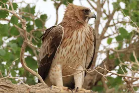 母雕现身天山育雏：头一伸，脚一蹬，屁股一缩，幼鸟就出壳了图片