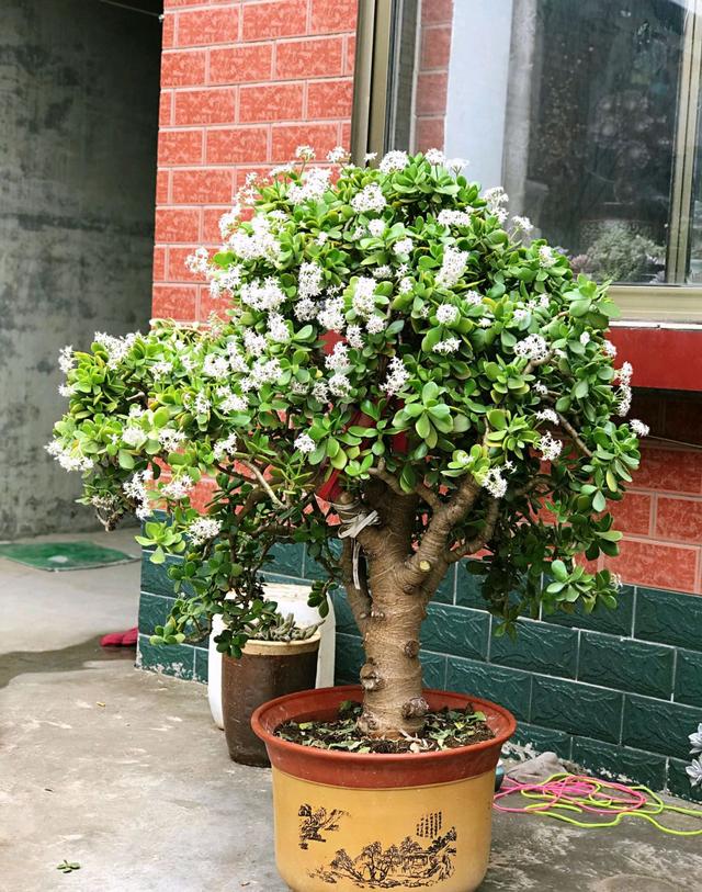 春天到了,20年的燕子掌盆栽又开花爆盆了,朋友邀约来赏花