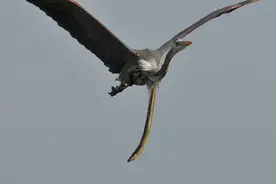 苍鹭吞噬蛇鳗，被“捅破”身体，蛇鳗半身悬挂，苍鹭仍在淡定飞翔图片