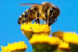 你真正了解蜜蜂吗？令你目瞪口呆的十个有关蜜蜂的冷知识图片