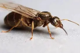 为什么有的蚂蚁能进化出翅膀？蚂蚁眼中的世界，和人有什么不同？图片