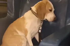 主人聚会狗狗偷喝酒后眼神迷离，网友：它好像有心事图片