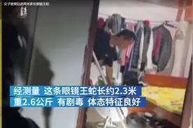 云南女子准备睡觉，突然发现一条眼镜王蛇在被窝！究竟怎么进来的图片