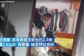 云南女子准备睡觉，突然发现一条眼镜王蛇在被窝！究竟怎么进来的图片