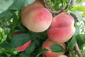 聊聊修剪的那些事图片