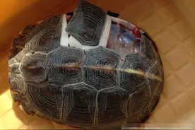 科学家解剖乌龟，它的内部结构让人眼前一亮图片