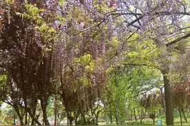 嘉定还有一片紫藤花海！你不一定知道图片