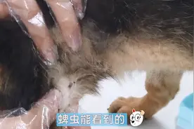 德牧突然消瘦主人不明原因，兽医检查后：怎么能这么粗心？图片