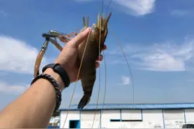 巨虾来袭？苏州钓鱼人河道钓起“大虾王”，钓友：太大了，能吃吗图片
