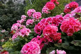 这3种重瓣花，每一种都有五颜六色，皮实好养非常漂亮图片