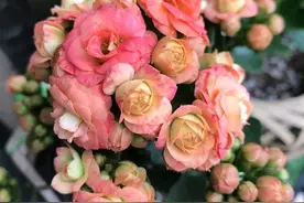 养好长寿花，“3步”很关键，花色艳、花量大、花期长图片