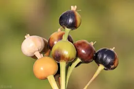 俗称“来尿珠”，过去专门种植用来做门帘，现在数量稀少价格很高图片