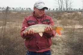 黄河野生大鲤鱼长什么样？黄河边拿着野生鲤鱼教你如何辨别视频封面