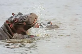 陆地上最凶猛的十种生物，凶到没朋友，狮子老虎无缘第一？图片