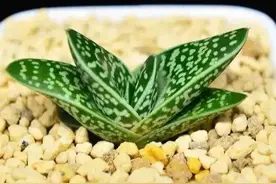 一种“财富”多肉，名字叫元宝，白领丽人的最爱，真可爱图片