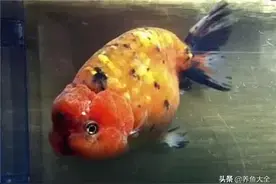 可爱粘人的兰寿金鱼，你不来一只吗？图片