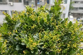 都说米兰花室内难养，其实买到多做一步，就能四季开花不黄叶图片