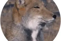 靠丑晋升“网红”的藏狐，本质却是一个于民有利的益兽图片