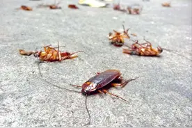 蟑螂生命力有多顽强，为什么说蟑螂不能踩死？图片