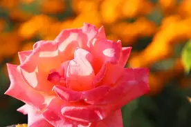 深深爱过的人，一辈子都记得图片