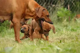 狗妈妈把孩子叼给你，只是信任你？那你就大错特错了图片