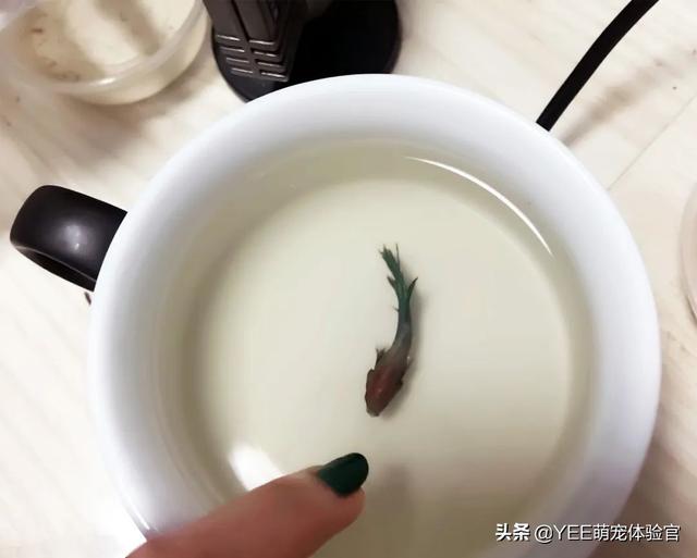 为什么鱼的鱼鳞会竖起来