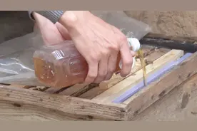 蜜蜂喂蜂蜜需要用水调稀，比例要多少才合适呢？养蜂人来教你视频封面