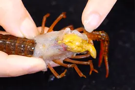 小龙虾的头部到底是虾屎还是虾黄呢？很多人没弄明白，别再分不清图片