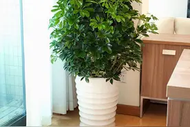 家养鸭脚木，学会一招，越养越多越养越旺，净化空气又美观图片