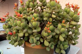 养好熊童子，2细节很重要，叶子胖乎乎越长越多，从丑变美图片