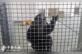 来合肥野生动物园 看小动物们的消暑攻略图片