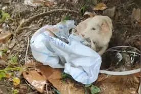 湖北：铁丝绑后腿，在雨中淋了3天雨，被救后谁还不是漂亮的狗狗图片