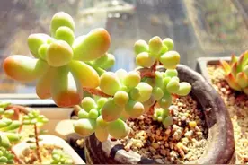 果皮、蚯蚓粪制成水溶液是多肉的最爱，1个月一次，越长越旺图片