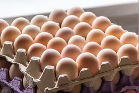 激素鸡蛋危害大，养殖专业户告知，看一眼就能辨别，方法真管用图片