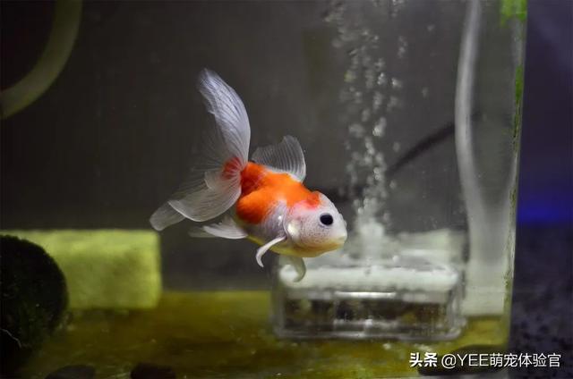 为什么鱼的鱼鳞会竖起来