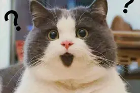 敲可爱的猫咪表情包来啦图片
