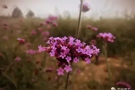 偷得半日闲，人生小幸福图片