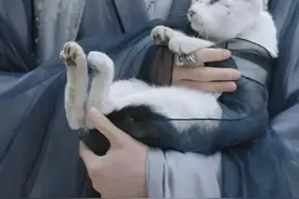 猫咪拍戏，却被网友怀疑带资进组？图片