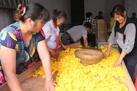 满地金灿灿 高县蚕农收获“黄金茧”图片