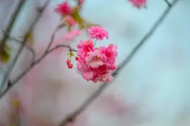 腾冲北海，十里又十里，浅浅相遇，寂静欢喜图片