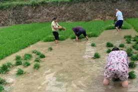 “状元碑”的往事图片