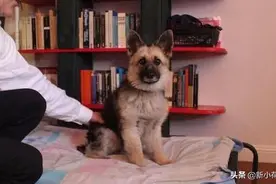 德牧三岁了身高却只有40厘米，医生检查后笑了：这病我真没办法图片