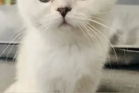 如果在韩国养了宠物，如何带宠物回国？图片