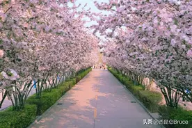 武大樱花国庆节又开了？专家：2021年如此反季节，并非是好事图片