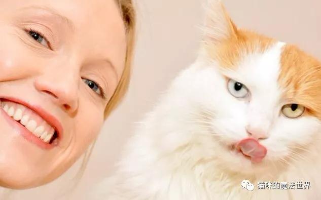 土耳其安卡拉猫 土耳其安哥拉猫和狮子猫的区别(图19) 土耳其安卡拉猫 土耳其安哥拉猫和狮子猫的区别(图19)
