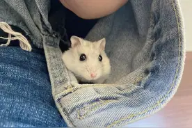 胆小仓鼠藏身袖管，不畏寒冷就惧宠物医生，脱逃无望后卖萌求饶图片