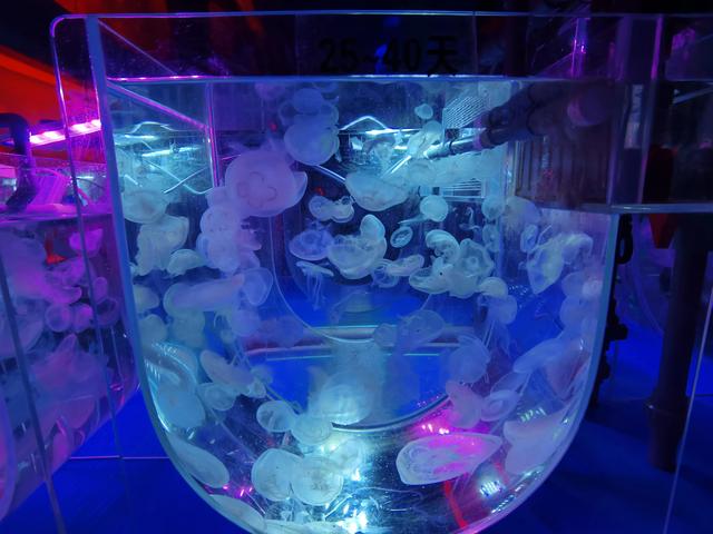 寻找儿时的春游记忆，探访福州左海海底世界