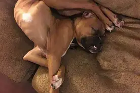 那只半夜突然狂叫的小博美，真的是落枕吗？图片