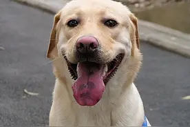 熟记老祖宗这5句口诀，可以帮你挑到“好狗”图片